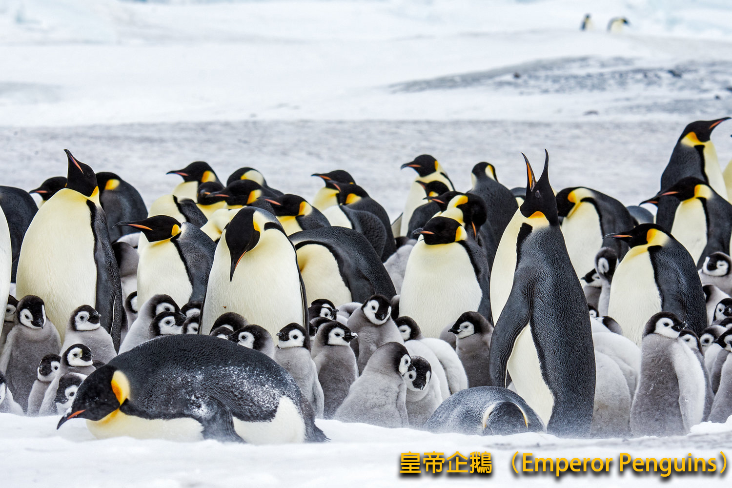 Group   2CW   150211 BA